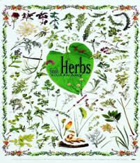 Herbs Nz